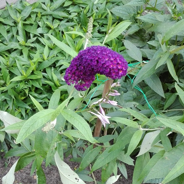 Młoda budleja już przyciąga motyle.