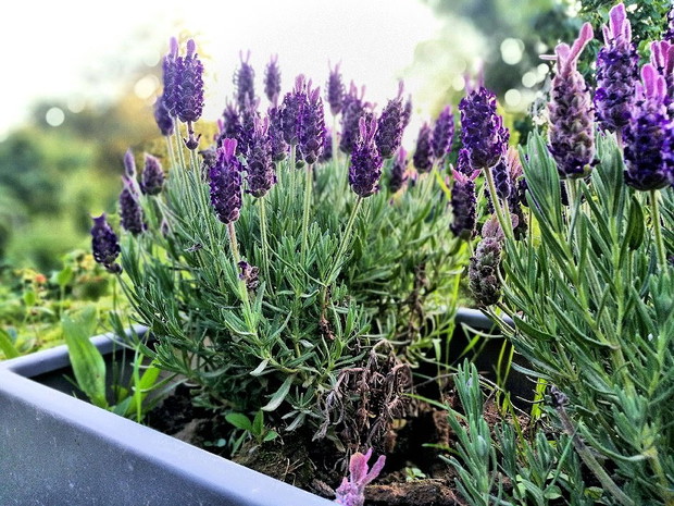 Mój ogród to moje królestwo pełne magii i aromatu ziół, szczególnie lawendy którą uwielbiam.