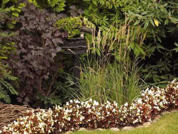 Moje ulubione jednoroczne rośliny - begonia stale kwitnąca.
