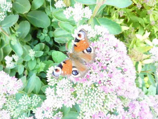 Motyle często zapylają rozchodniki