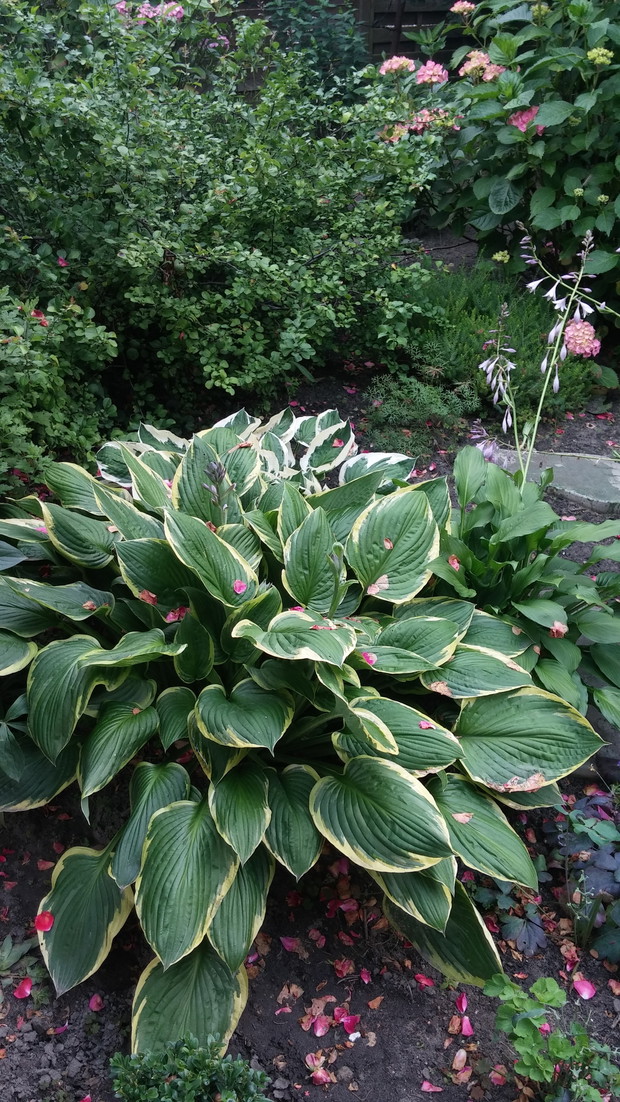 Najwięcej nasadzeń w ogrodzie stanowią wdzięczne funkie, uwielbiane przez wszystkich domowników.