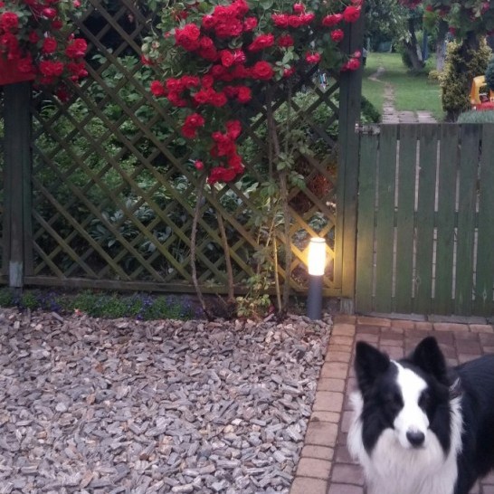 Nasz kochany pupil chętnie spędza czas na ogrodzie.