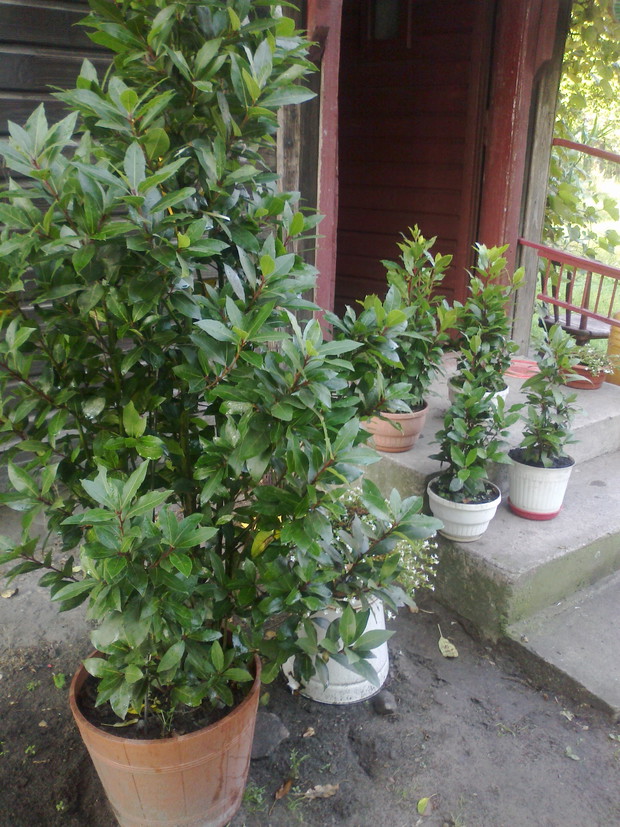 Niestety wytrzymują mrozy do minus 2 stopni więc donice na zimę przebywają na strychu