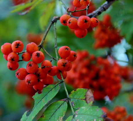 Obficie owocująca jarzębina sorbus aucuparia tworzy wspaniałe tło dla róż, jesiennych zawilców, rdestu, miskanta chińskiego i szałwii omszonej (zdj.: Fotolia.com)