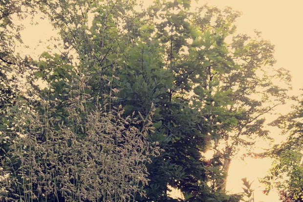 Oczko i trawa samosiejka