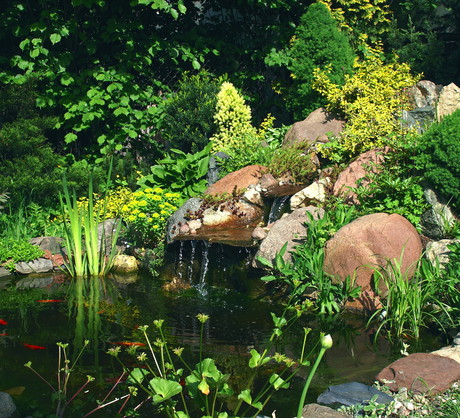 Odpowiednio prowadzone oczko wodne cieszy urodą nie tylko roślin ale i zdrowych ryb (zdj.: Fotolia.com)