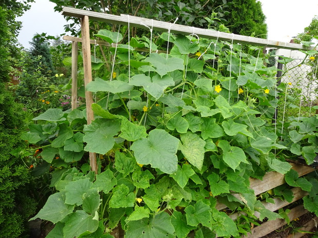 Ogórki na kompostowniku bardzo udane w tym roku.