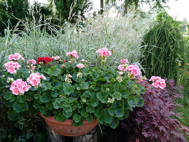 Pelargonie w otoczeniu traw, klonu i innych drzew