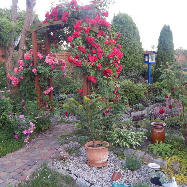 Pergola różana kapliczka w tle