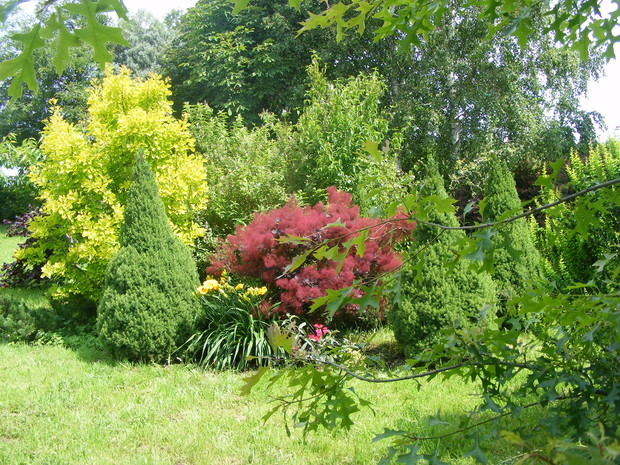 Perukowce w odmianach i świerki białe Conica