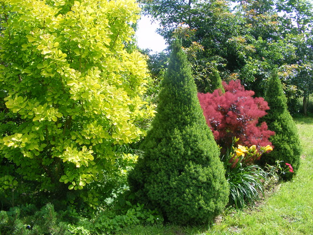 Perukowce w odmianach i świerki białe Conica