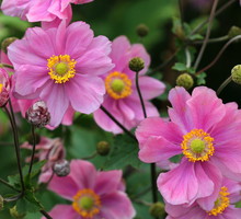Piękne kwiaty zawilca japońskiego anemone japonica ostatni raz kwitną w październiku (zdj.: Fotolia.com)