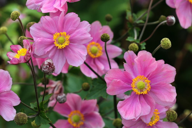 Piękne kwiaty zawilca japońskiego anemone japonica ostatni raz kwitną w październiku (zdj.: Fotolia.com)