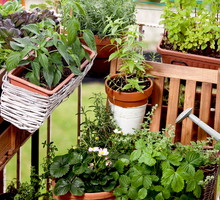 Podstawą pielęgnacji roślin balkonowych jest częste podlewanie i przyglądanie się im pod kątem pierwszych oznak ataku chorób lub szkodników. (zdj.: Fotolia.com)