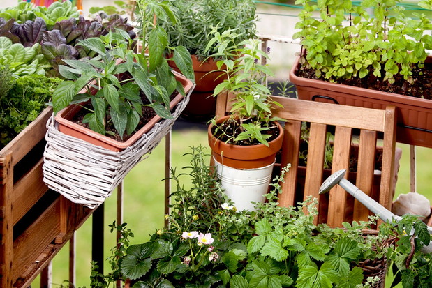 Podstawą pielęgnacji roślin balkonowych jest częste podlewanie i przyglądanie się im pod kątem pierwszych oznak ataku chorób lub szkodników. (zdj.: Fotolia.com)