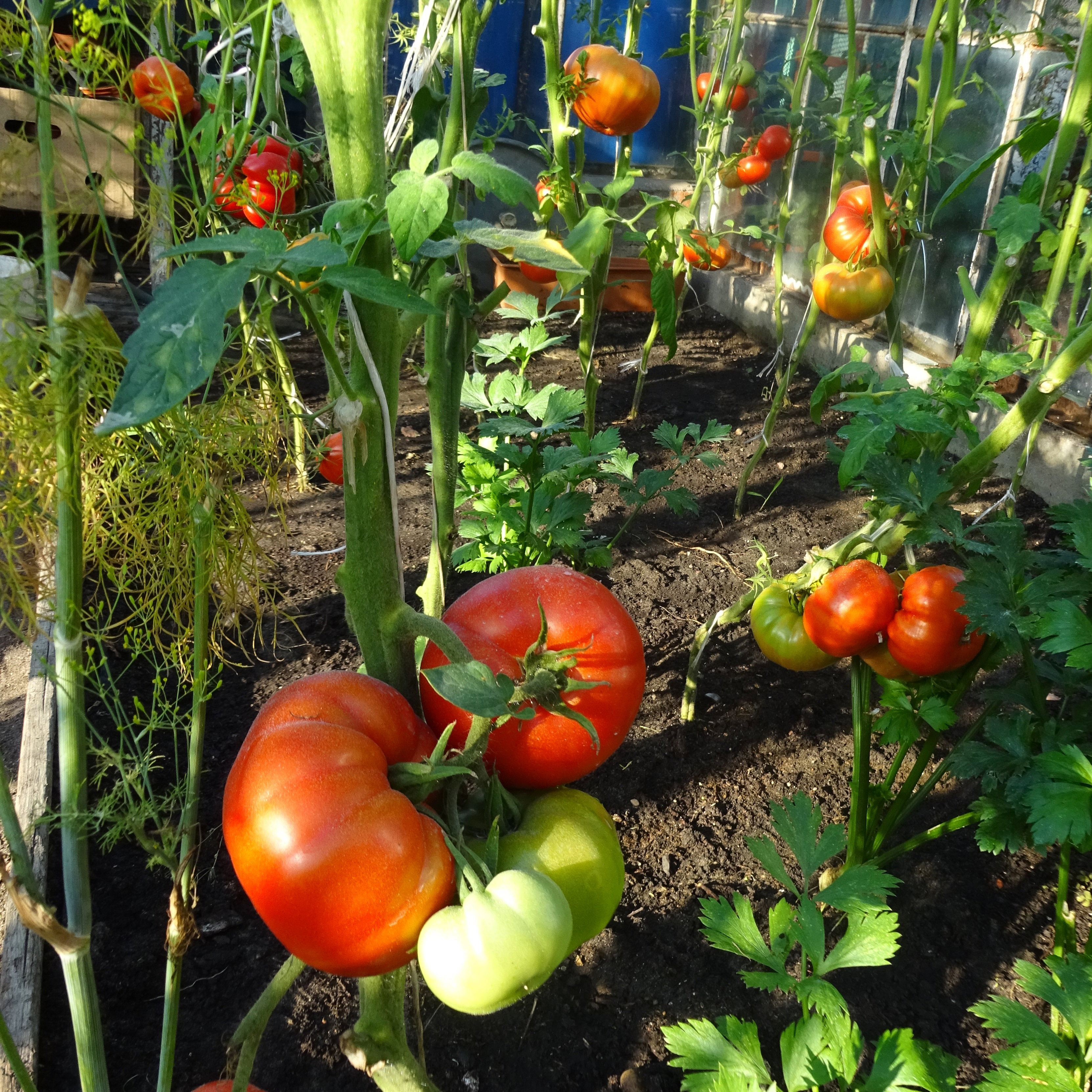 Pomidorki, pomidorki.