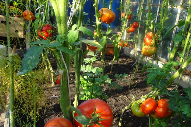 Pomidorki, pomidorki.