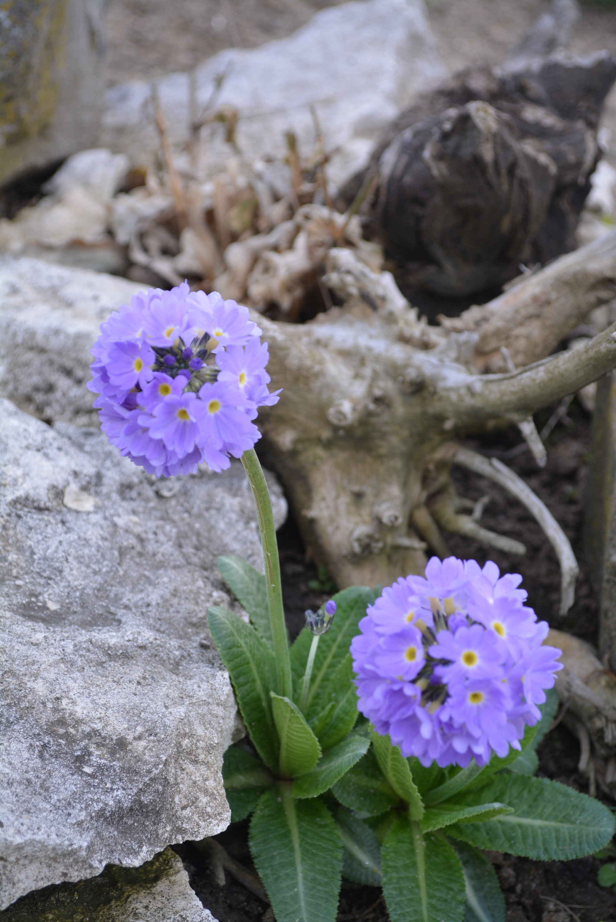 Prymulki znalazły swoje miejsce na skalniaku