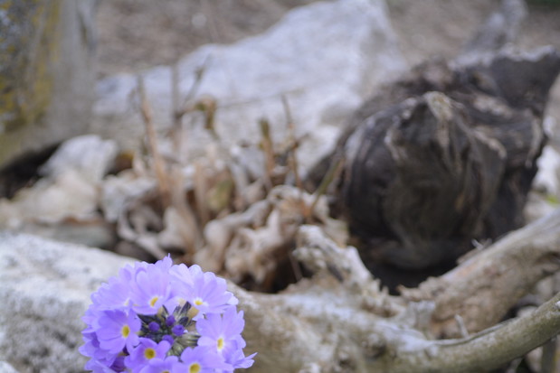 Prymulki znalazły swoje miejsce na skalniaku