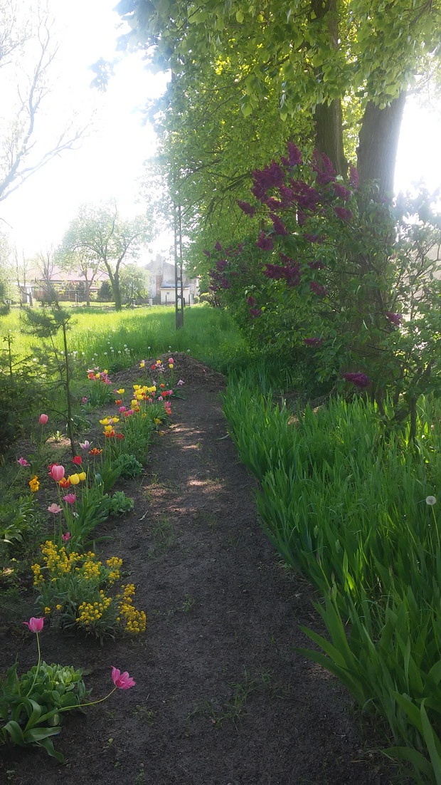 Przedwojenna aleja lipowa z irysami 