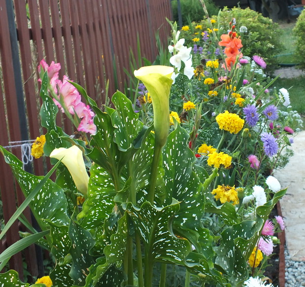 Rabata bylinowa z roślinami jednorocznymi co roku zachwyca innymi kolorami