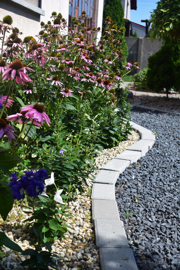 Rabata jeżówkowa przed frontem domu