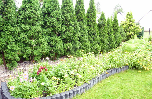 Rabata kwiatowa na tle tui Szmaragdów