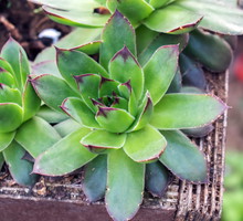 Rojnik murowy sempervivum tectorum to jeden z największych gatunków, jego rozeta osiąga do 20 centymetrów średnicy (zdj.: Fotolia.com)