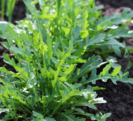 Rukola znana jest również pod nazwą rokietta siewna. Ceniona jest nie tylko ze względu na smak, ale mnogość składników odżywczych - witaminy, sole mineralne, potas, kwasy organiczne i olejki eteryczne. (zdj.: Fotolia.com)