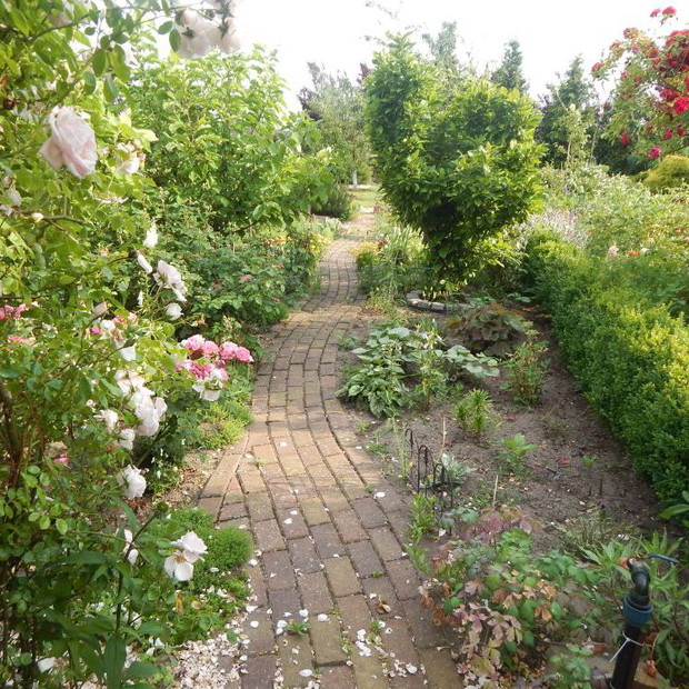 Ścieżka w tle żywopłot