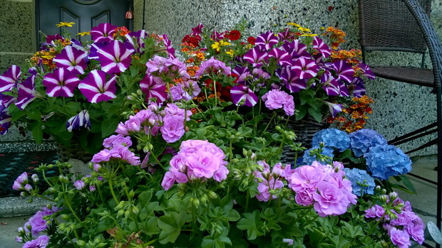 sezonowe kompozycje doniczkowe