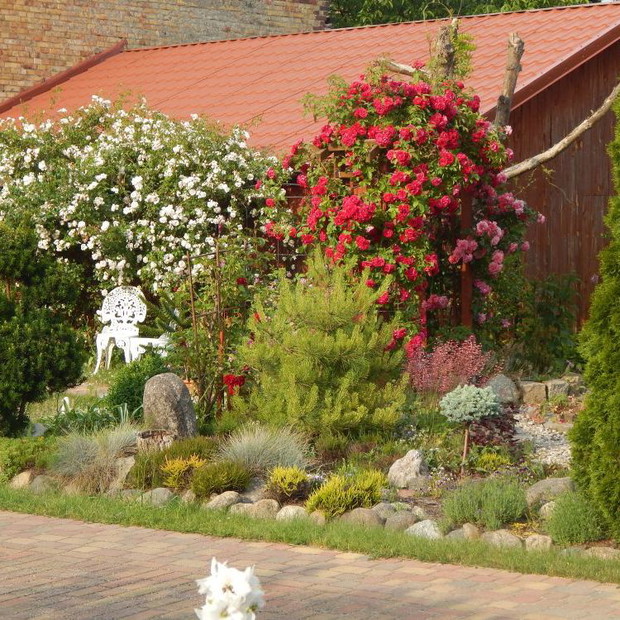 Skalniak w tle róże