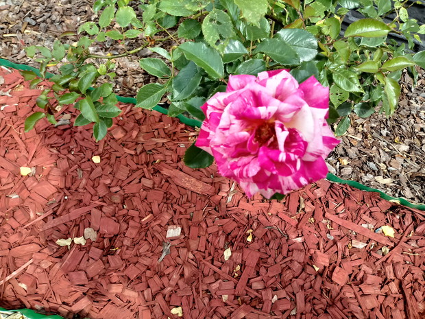 Śliczna i pachnąca