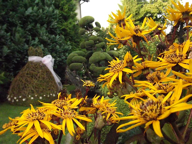 Słoneczna języczka. 