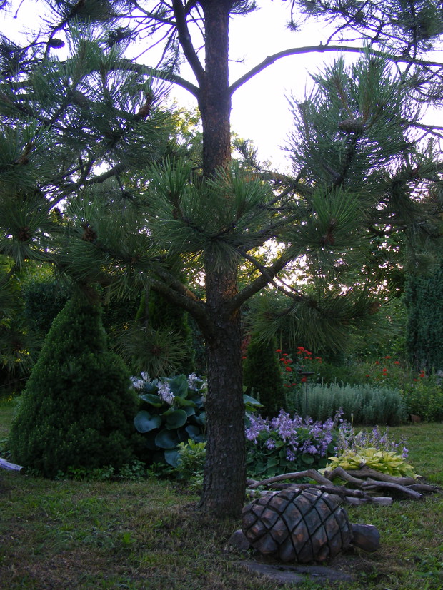 Sosna żółta i olbrzymia szyszka. 