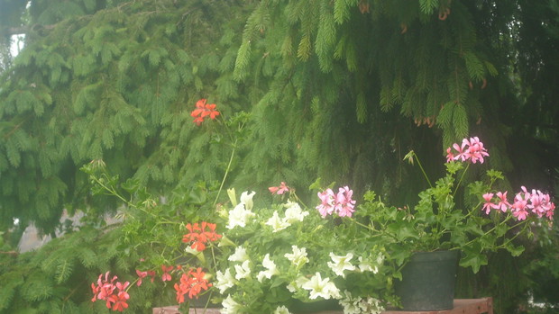 surfinia i pelergonia żyją w zgodie