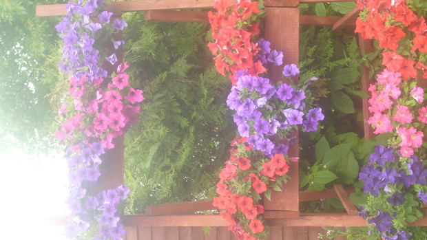 surfinii to piekny kwiat