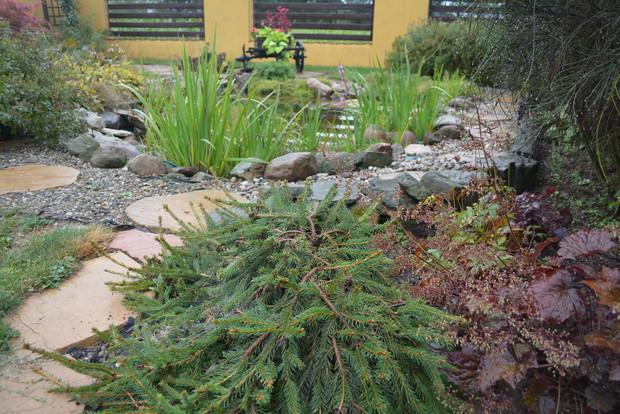 Świerk płożący dzięki niewielkim rozmiarom świetnie komponuje się przy ścieżce do oczka