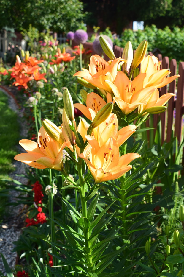 Swój czas na kwitnienie na tej rabacie mają również piękne lilie 