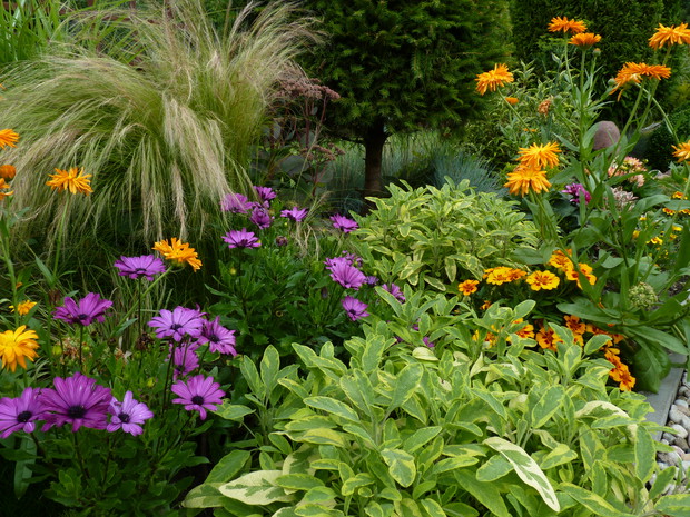 Szałwia lekarska Aurea  w letniej rabacie.