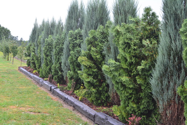 Szpaler iglaków odgrodzony drewnianymi balami ze starego domu. 