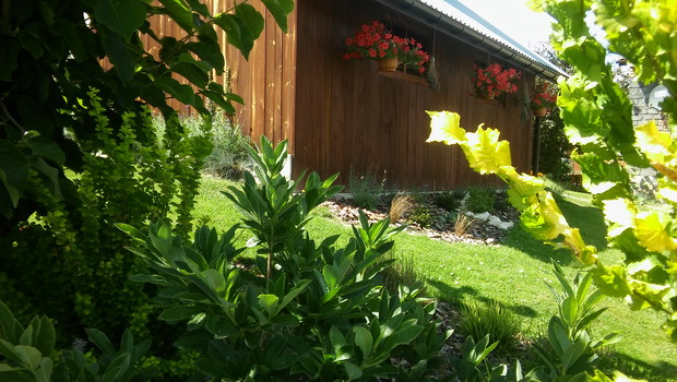 Tegoroczne nasadzenia pod oknami