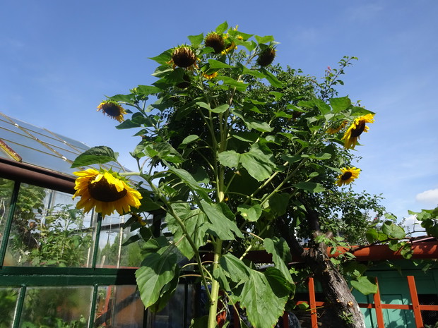 Ten słonecznik raczej jest ozdobą, bo ziarna jest niewiele.