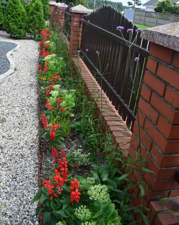 Teraz zaczynają kwitnąć: werbena patagońska i rozchodniki okazałe w towarzystwie szałwi błyszczącej