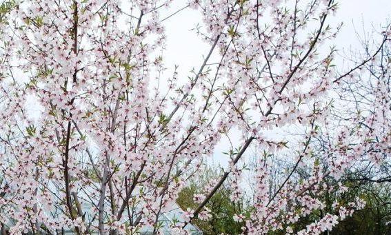 To pewnie jedyne w Polsce owocujące drzewo migdałowe