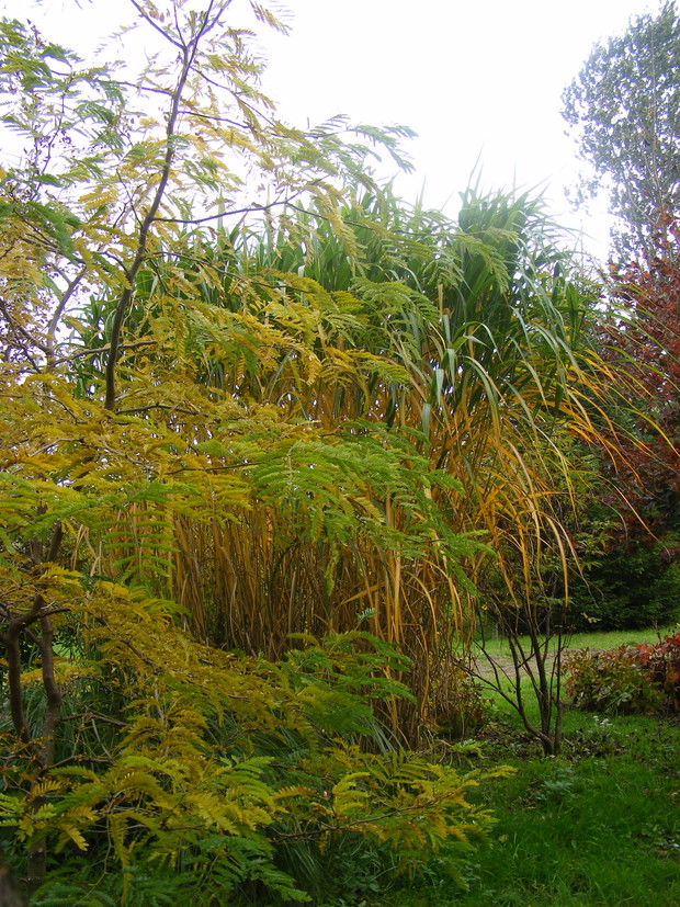 Trawy ozdobne jesienią. 