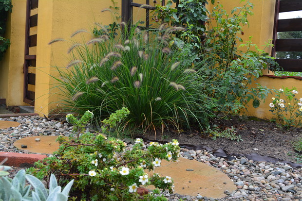 Trawy to ważny element mojego ogrodu