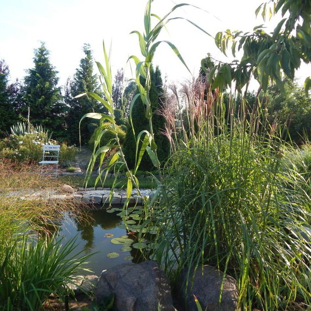 Trawy w pełnej krasie