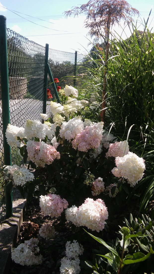 Tutaj będą małe zmiany bo trawy okazały się za wysokie 