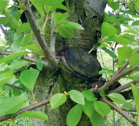 W miejscu po wyciętym starym konarze wiśni wyrosły młode wartościowe pędy